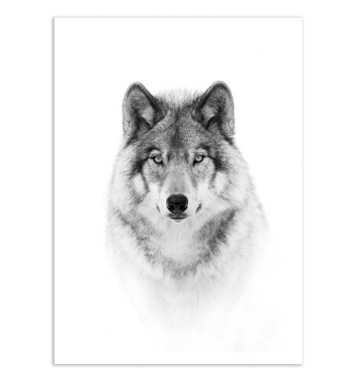 Art-Poster - Portrait of a timber wolf - Jim Cumming