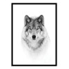 Art-Poster - Portrait of a timber wolf - Jim Cumming