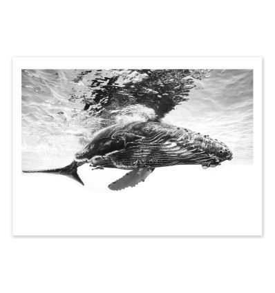Art-Poster - Humpback whale calf - Gabriel Barathieu
