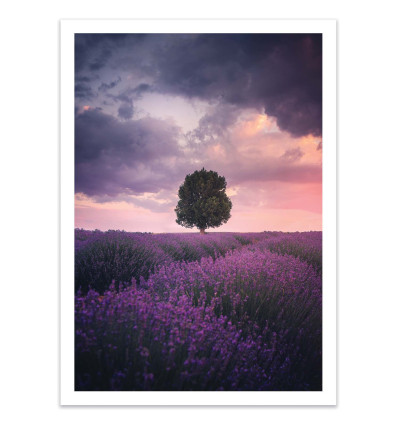 Art-Poster - Lavender Fields - Cuma Cevik