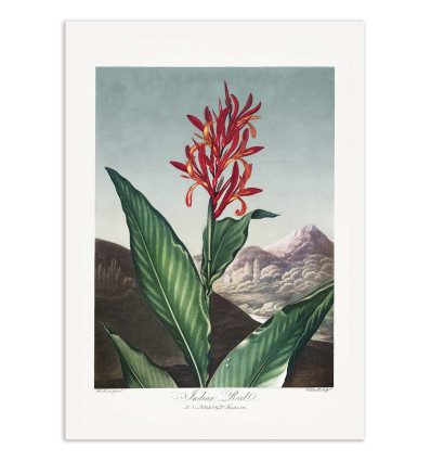 Art-Poster - Indian Reed from The Temple of Flora (1807) - Robert John Thornton