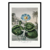 Art-Poster - The Blue Egyptian Water-Lily from The Temple of Flora (1807) - Robert John Thornton