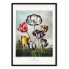 Art-Poster - Tulips from The Temple of Flora (1807) - Robert John Thornton