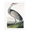 Art-Poster - Hooping Crane From Birds of America 1827 - Pictufy