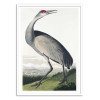 Art-Poster - Hooping Crane From Birds of America 1827 - Pictufy