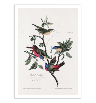 Art-Poster - Painted Finch From Birds of America (1827) - John James Audubon