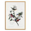 Art-Poster - Painted Finch From Birds of America (1827) - John James Audubon
