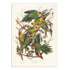 Art-Poster - Carolina Parrot From Birds of America (1827) - John James Audubon