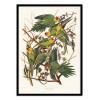 Art-Poster - Carolina Parrot From Birds of America (1827) - John James Audubon