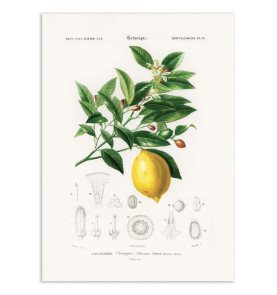 Art-Poster - Lemon (citrus Limonium) - Charles Dessalines D