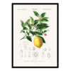 Art-Poster - Lemon (citrus Limonium) - Charles Dessalines D