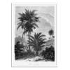 Art-Poster - Vintage Palm Tree Drawing V - Les Palmiers Histoire