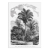Art-Poster - Vintage Palm Tree Drawing Vi - Les Palmiers Histoire