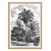 Art-Poster - Vintage Palm Tree Drawing Vi - Les Palmiers Histoire