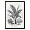 Art-Poster - Vintage Palm Tree Drawing Vii - Les Palmiers Histoire