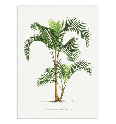 Art-Poster - Hyophorbe - Les Palmiers Histoire