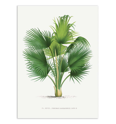 Art-Poster - Thrinax V2 - Les Palmiers Histoire