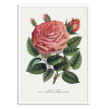 Art-Poster - Pink Rose, Glorie De Dijon Lithograph - Botanical Specimen Rochester