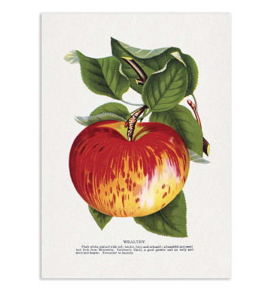 Art-Poster - Wealthy Apple Lithograph - Botanical Specimen Rochester