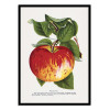 Art-Poster - Wealthy Apple Lithograph - Botanical Specimen Rochester