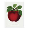 Art-Poster - Mcintosh Red Apple Lithograph - Botanical Specimen Rochester