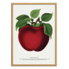 Art-Poster - Mcintosh Red Apple Lithograph - Botanical Specimen Rochester