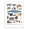 Art-Poster - Mammals - Alex Foster
