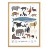 Art-Poster - Mammals - Alex Foster