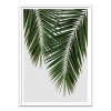 Art-Poster 50 x 70 cm - Palm Leaf Part 3 - Orara Studio
