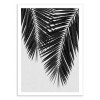 Art-Poster 50 x 70 cm - Palm Leaf Part 3 Black and White - Orara Studio
