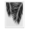 Art-Poster 50 x 70 cm - Palm Leaf Part 3 Black and White - Orara Studio