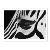 Art-Poster - Zebra eye - Julia Bénard