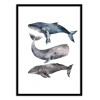 Art-Poster - Whales - Ploypisut